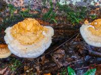 Zwei orange Baumpilze mit breitem weißen Rand an Baumstamm